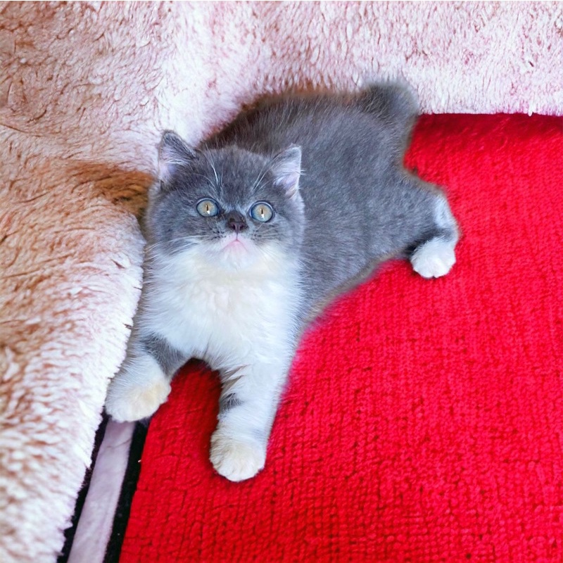 makanan kucing bsh abu putih