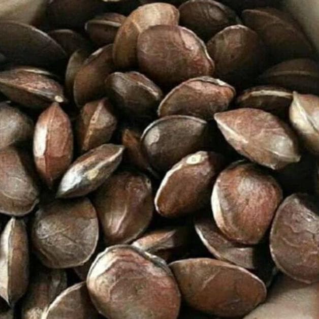 

Bibit Biji Kacang Bintang Sacha Inchi Kacang Inca 500Gram