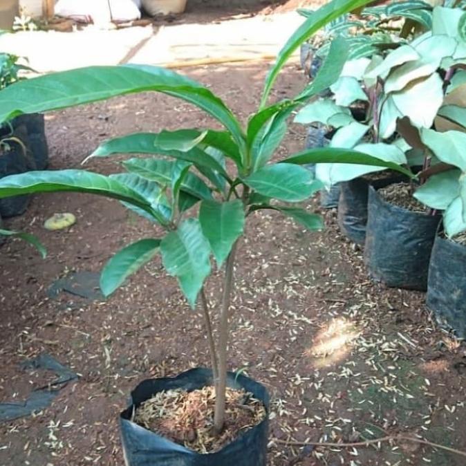 Terlaris Poho Alkesah / Sawo Metega - Bibit Poho Buah Alkesah / Sawo Metega OO17