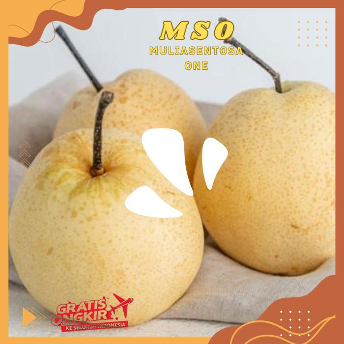 

PEAR MADU 800 - 900 GR PRODUK BEST PRODUK !!