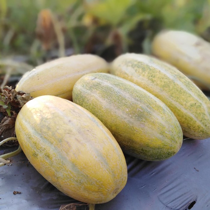 Bibit Benih Buah Timun Mas (2 Butir)