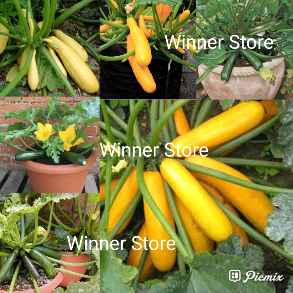 Bibit Benih Labu Zukini Zucchini Kuning (1 Butir)