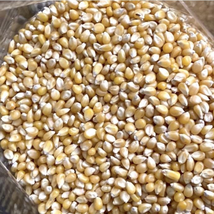 

READY STOCK GROSIR JAGUNG POPCORN JAGONG 5KG MENTAH !!!!!