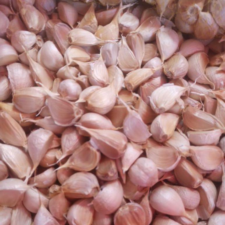 

Ready Bawang Putih Kating Super 1000gr / 1kg