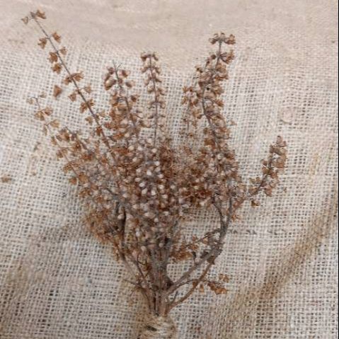 Bunga Kemangi Kering (5 Tangkai)