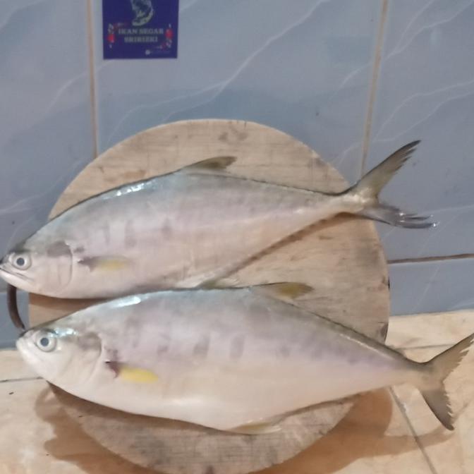 

Ikan Talang Talang Fresh Berkualitas 1 Kilogram Termurah
