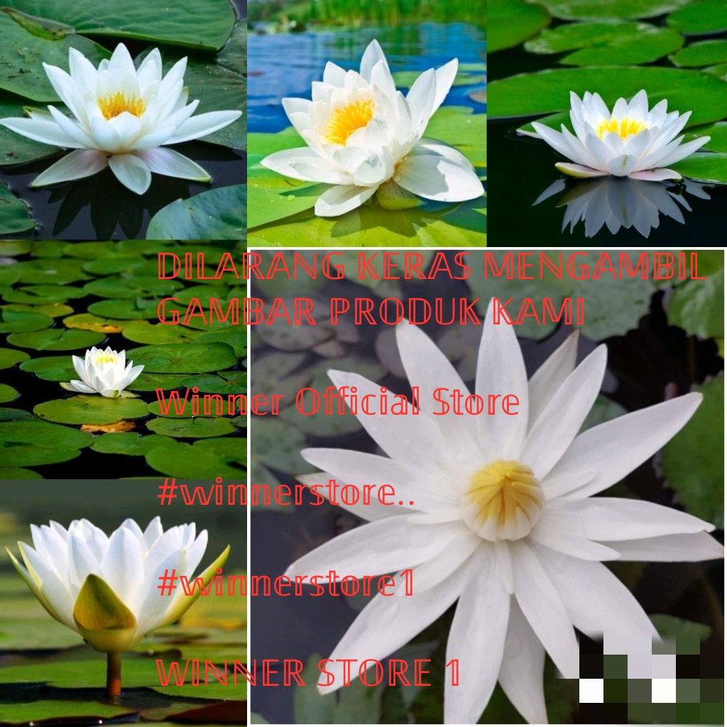 Tanaman Bunga Teratai Putih