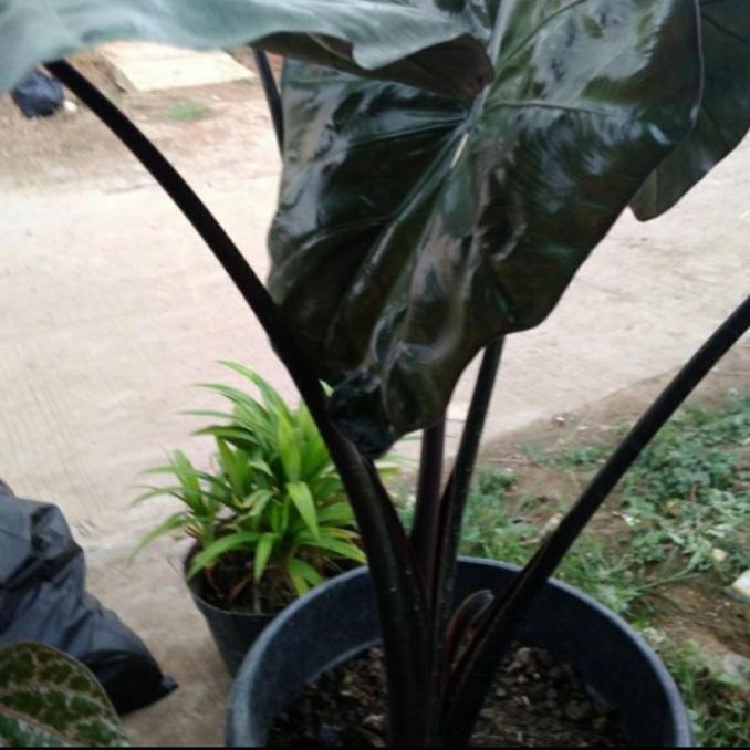

Talas Hitam
