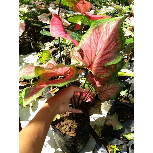 Aglonema Heng heng dan keladi sweet heart tanaman hias