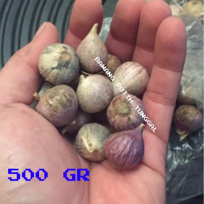 

Bawang Putih Tunggal / bawang Lanang 500GR