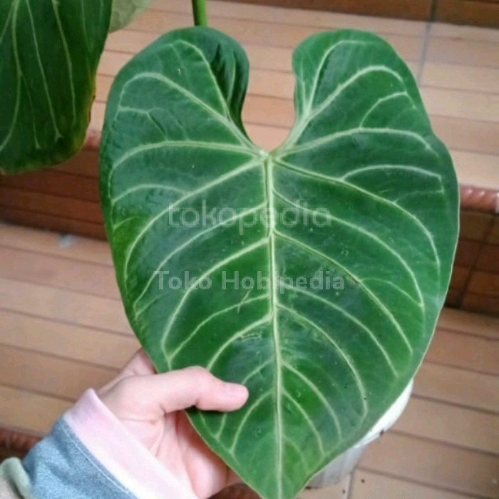 [New] Anthurium Regale Peru Original Real Pic 2 Daun Jumbo Terbaru