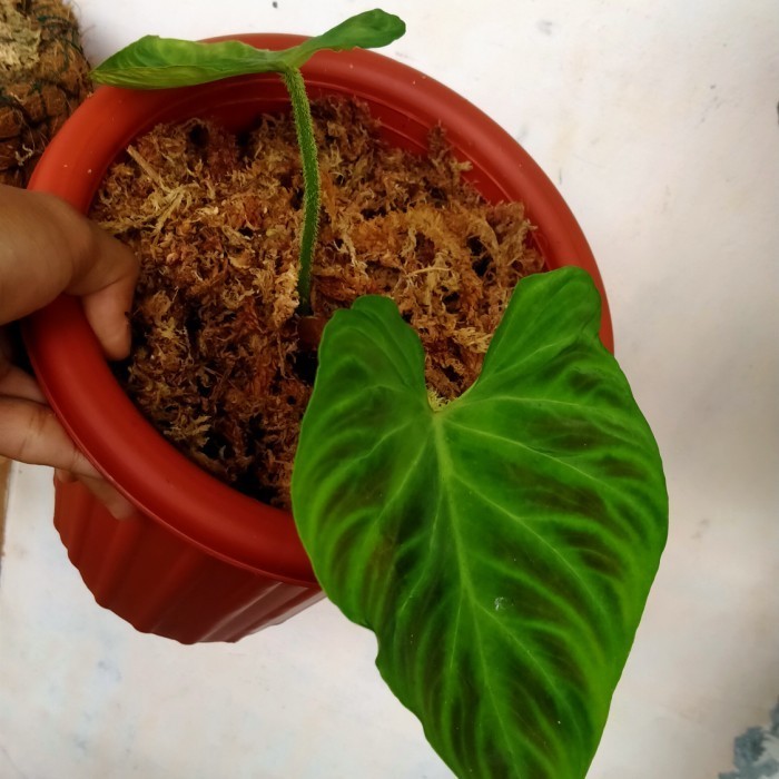 [New] Tanaman Hias Philodendron Verucosum - Philodendron Verucosum Terbatas