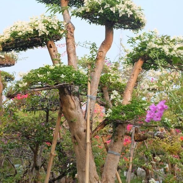 [New] Pohon Bonsai Bougenville Ukuran 25 Meter Diskon
