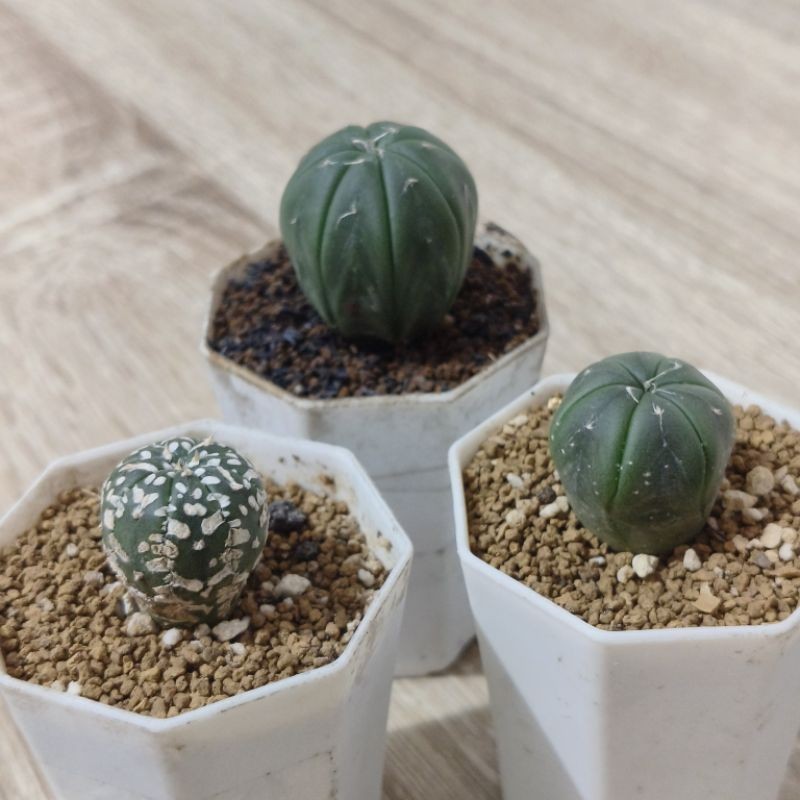 Astrophytum Asterias