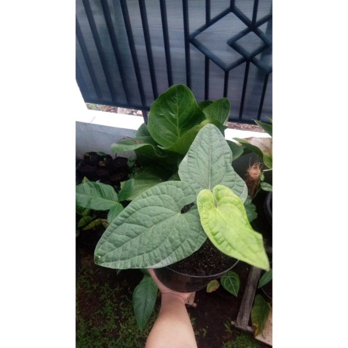 [COD] Anthurium Jemani Sirih Thailand Berkualitas