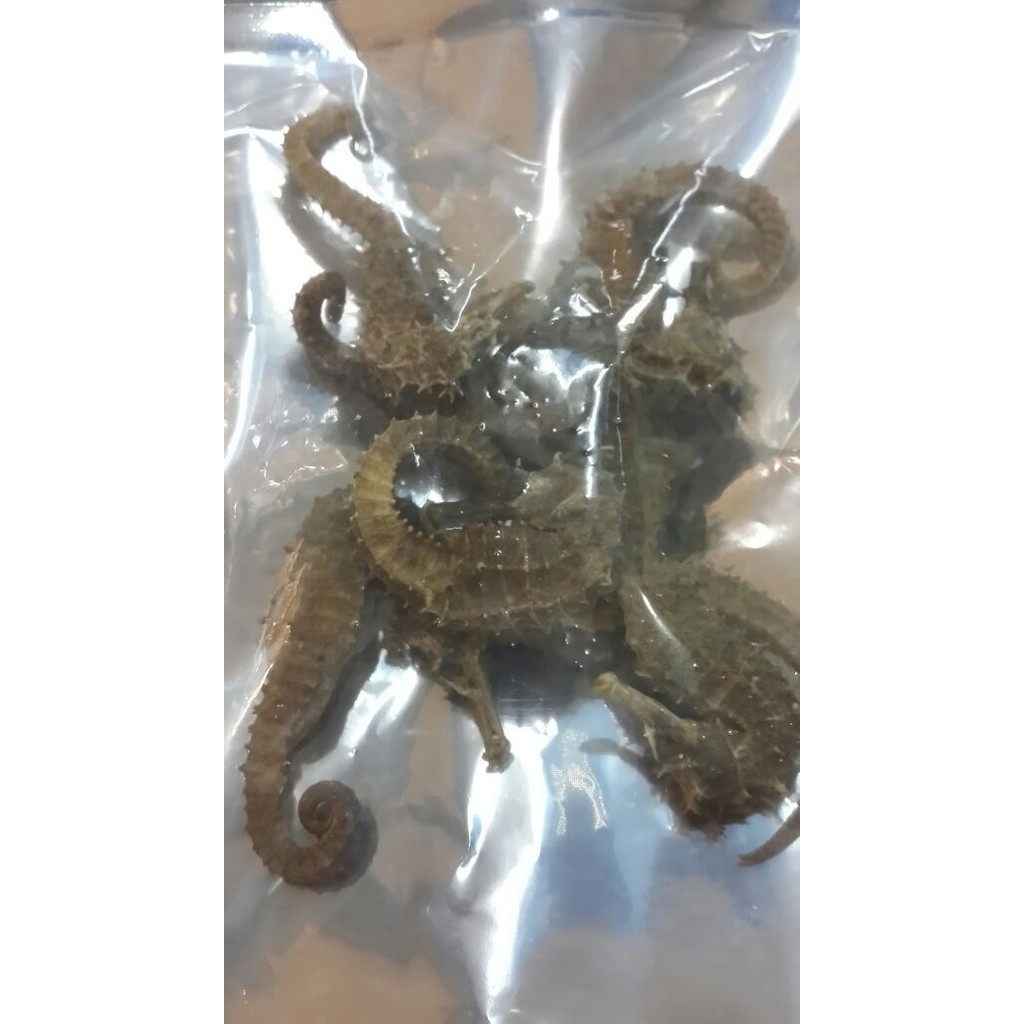 

Kuda Laut Kering 15Gram Herbal Untuk Menambah Keperkasaan Pria Best