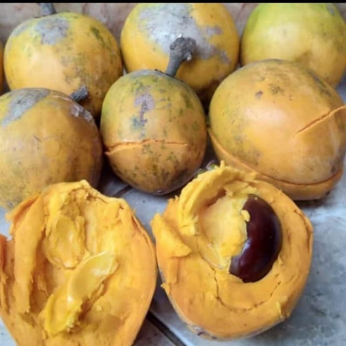 OBRAL TANAMAN poho buah sawo metega bibit pohi sawo metega