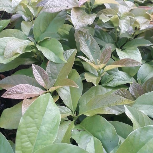 OBRAL TANAMAN bibit alpukat metega merah 50cm .