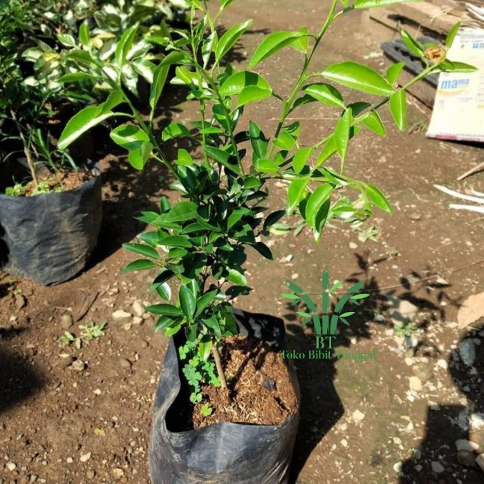 Bibit tanaman buah jeruk limo bibit pohon jeruk limo bibit jeruk limau VALID