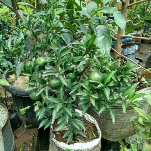 OBBRAALL Bibit Tanaman buah Jeruk Santang Madu sudah berbuah