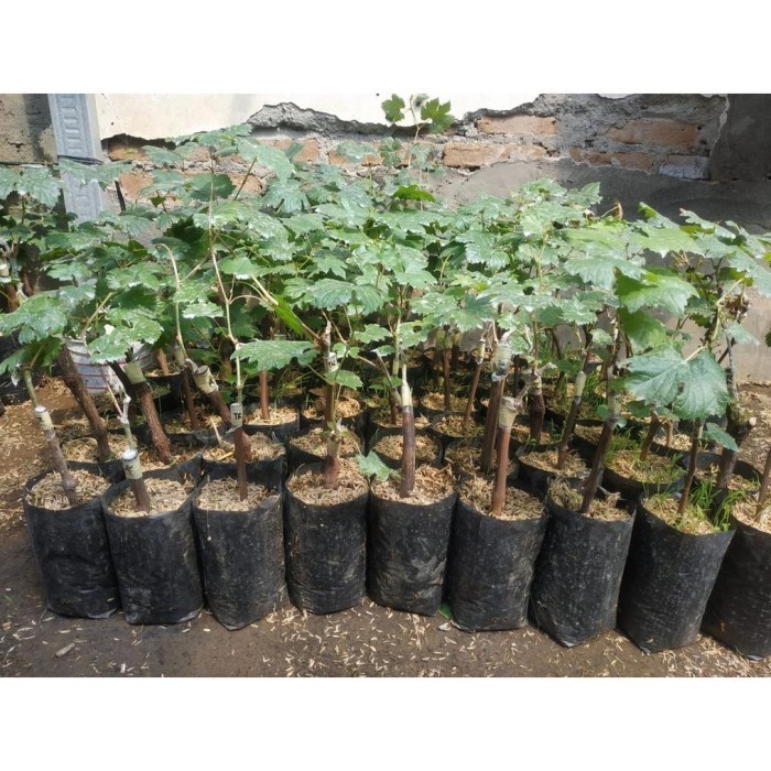 OBBRAALL Bibit Tanaman Buah Anggur Import Jenis Jupiter Super Unggulan dan Siap