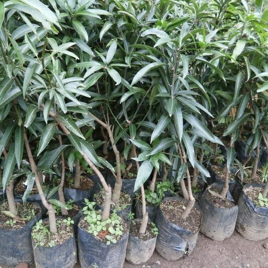 OBBRAALL Bibit Tanaman Buah Mangga Irwin Tinggi 1 meter