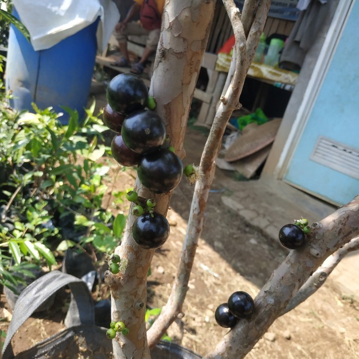 OBBRAALL Bibit tanaman pohon buah anggur brazil atau kupa landak sudah berbuah
