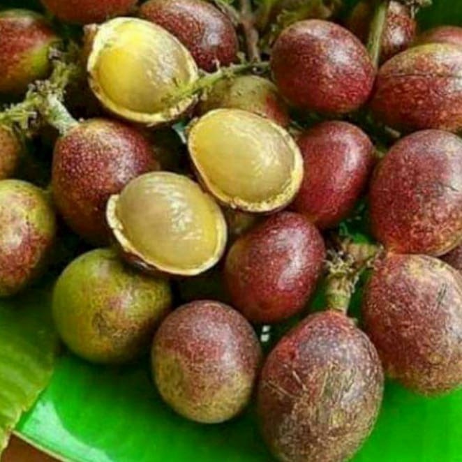 OBBRAALL promo 5 bibit tanaman buah matoa merah / matoa hijau super genjah
