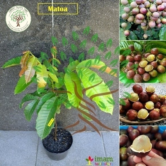 OBBRAALL Bibit Tanaman Buah Matoa-Bibit Pohon Matoa Cangkok