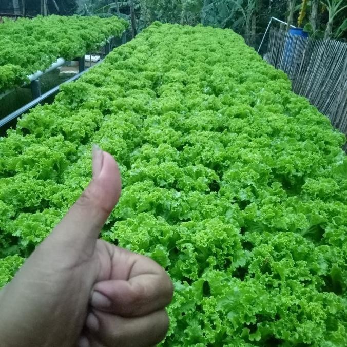 Baru - Nutrisi hidroponik baraponik Ab mix sayuran daun ,,