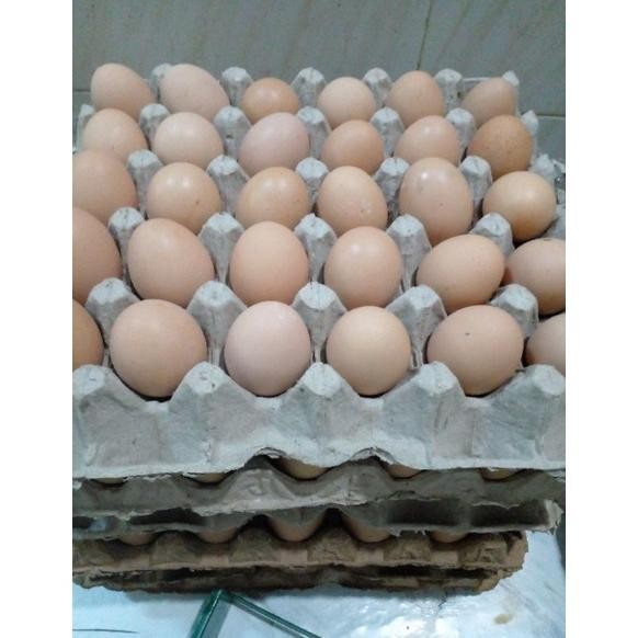 

Terbaru Telur Ayam Negri per kg