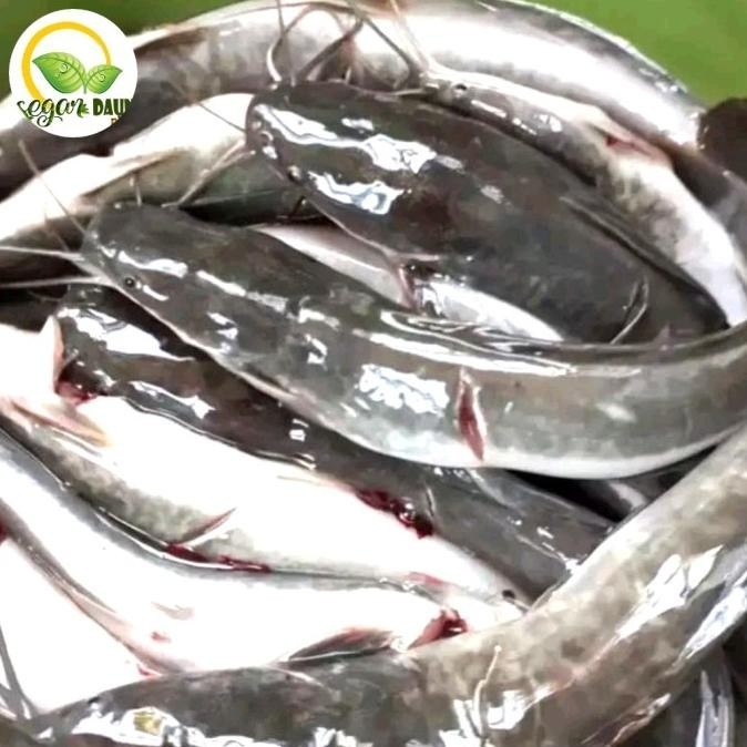 

IKAN LELE SEGAR BERSIH SIAP OLAH ISI 7 EKOR 1KG PEKANBARU