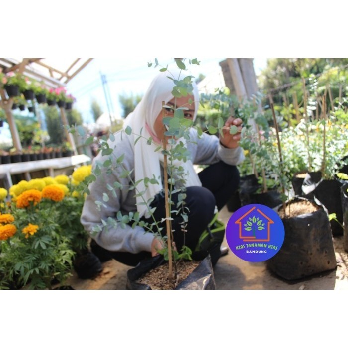 Terlaris Tanaman Silver Dollar Eucalyptus Pulverulenta Gunii Cinerea Wangi Promo Terbaru