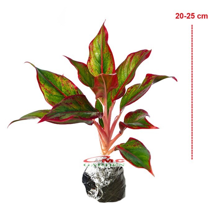 Baru Aglonema Red Lipstick Lipstik Merah Siam Aurora Sri Rejeki 2025 [Kode Ku001Kode Ku002Kode