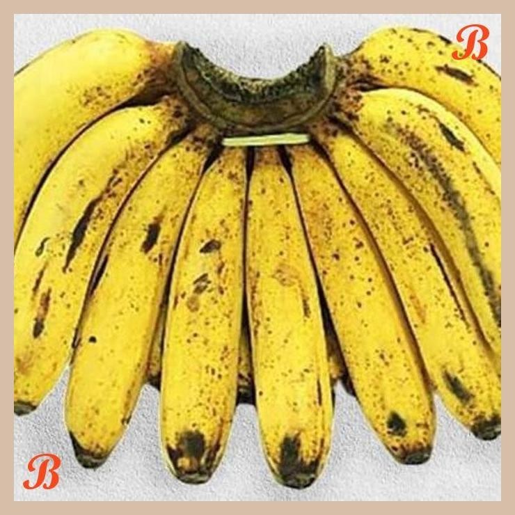 

| HOF | PISANG BARANGAN 1 SISIR