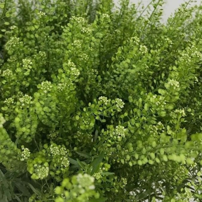 

Terjangkau - Daun Thlaspi segar ~