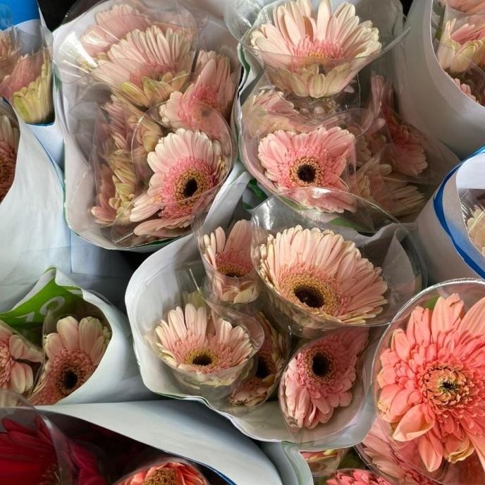 Baru bunga garbera asli / bunga garbera cantik ,.