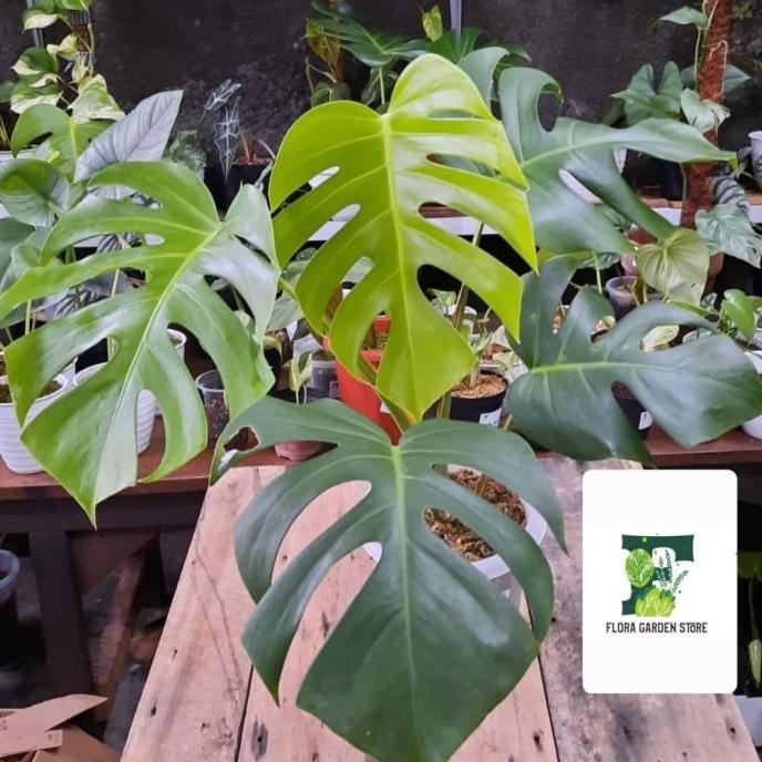 Baru Tanaman hias monstera borsigiana - monstera borsigiana ~