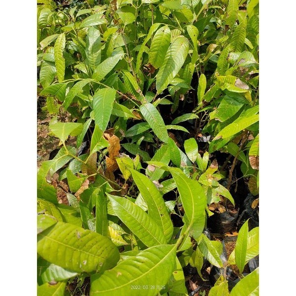 Bibit pohon gandaria / buah gandaria POHON