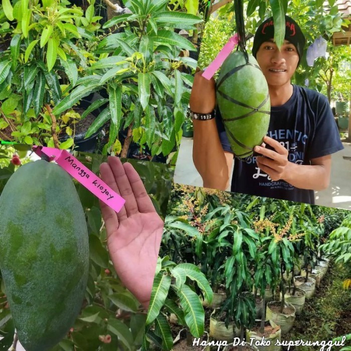 Bibit Mangga Kiojay Pohon Mangga Bibit Buah Mangga Kio jay Jumbo POHON
