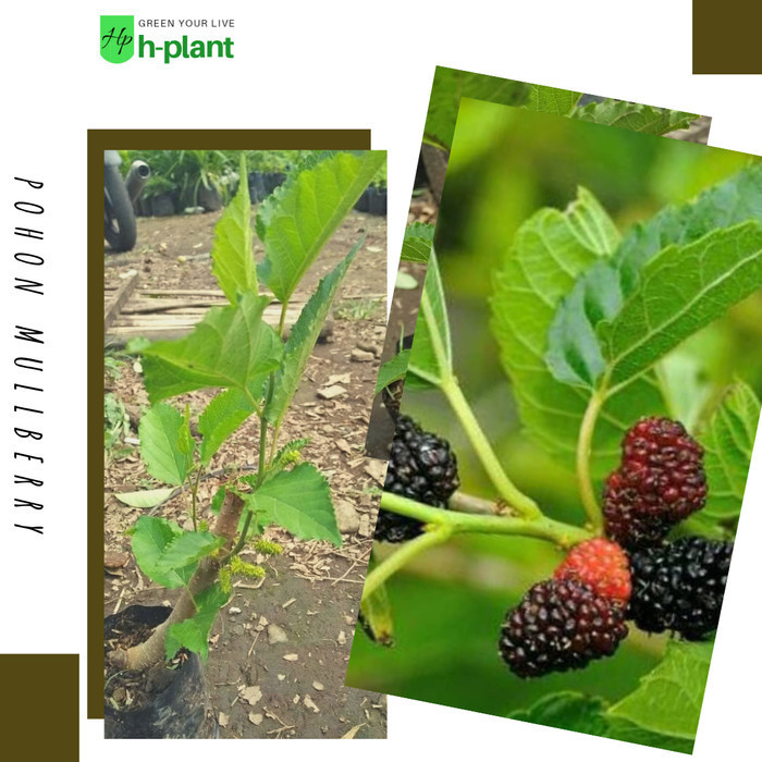Bibit buah mulberry/pohon buah mulberry POHON