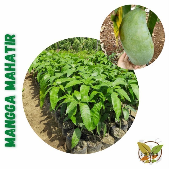 Bibit Mangga Mahatir - Tanaman Buah Mangga Mahatir Okulasi POHON