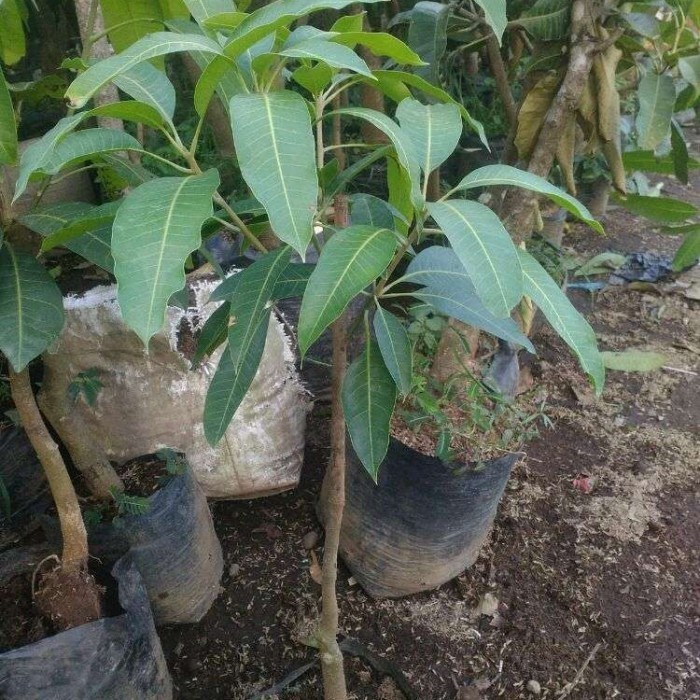 Bibit Tanaman Buah Mangga Kelapa POHON