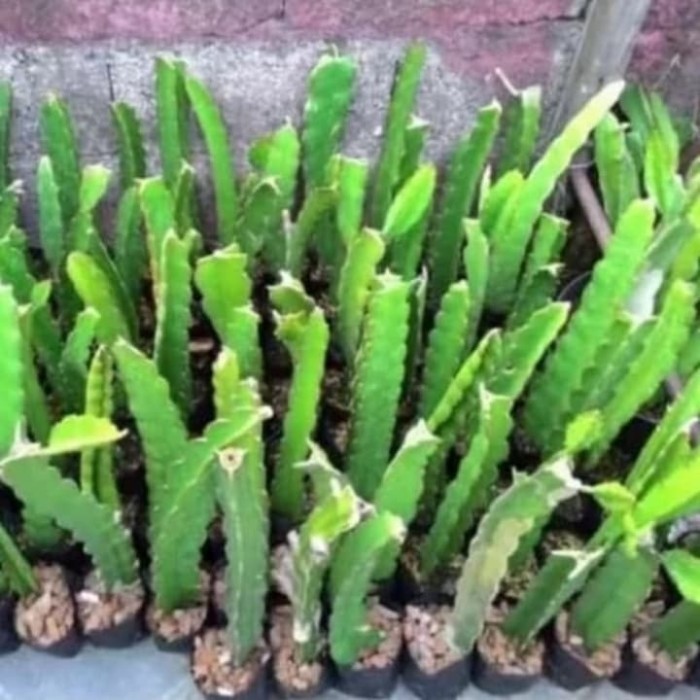 bibit pohon buah naga/ buah naga merah/ pohon buah naga/ dragon fruit POHON