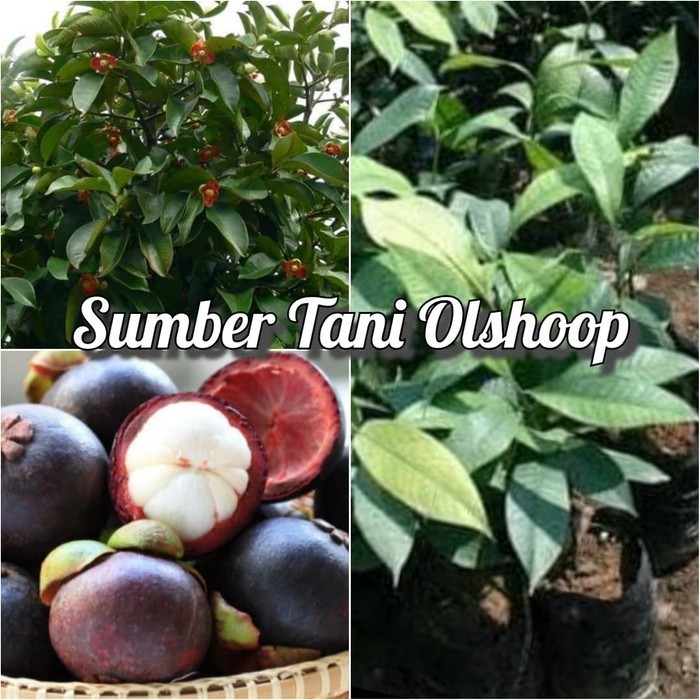 Tanaman Buah Manggis / Bibit buah manggis POHON