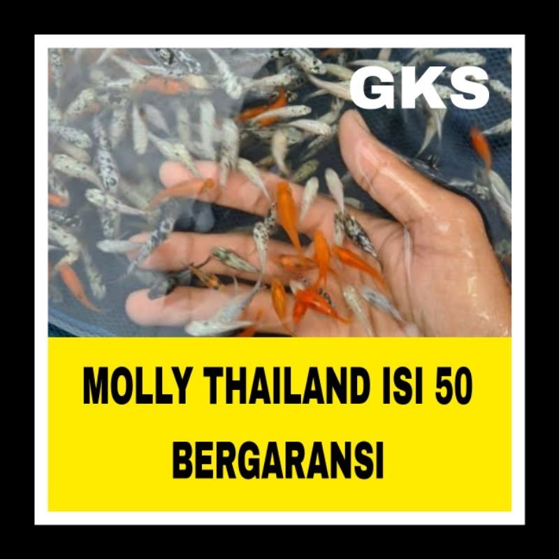 MOLLY THAILAND ISI 50 BERGARANSI