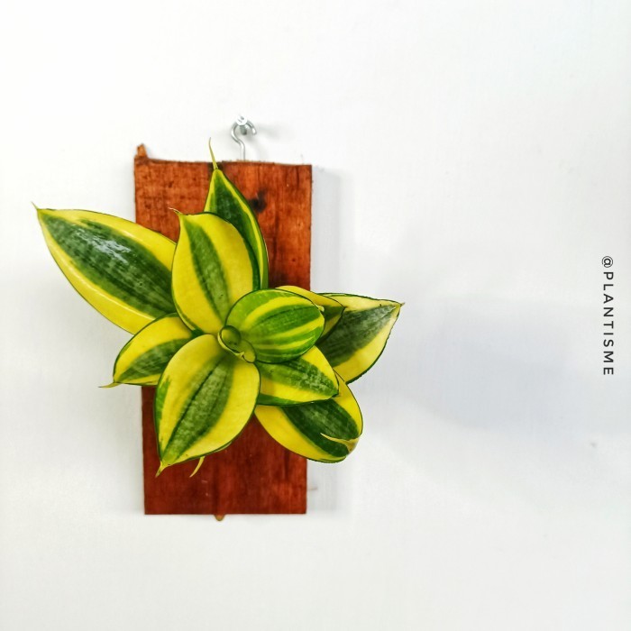 Wall of fame - Mini Sansiviera Golden