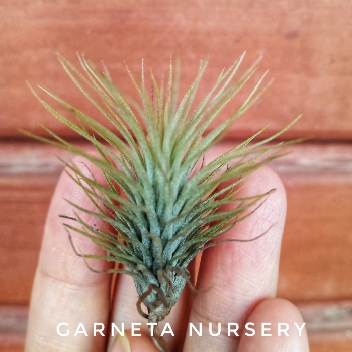 Tillandsia Funckiana