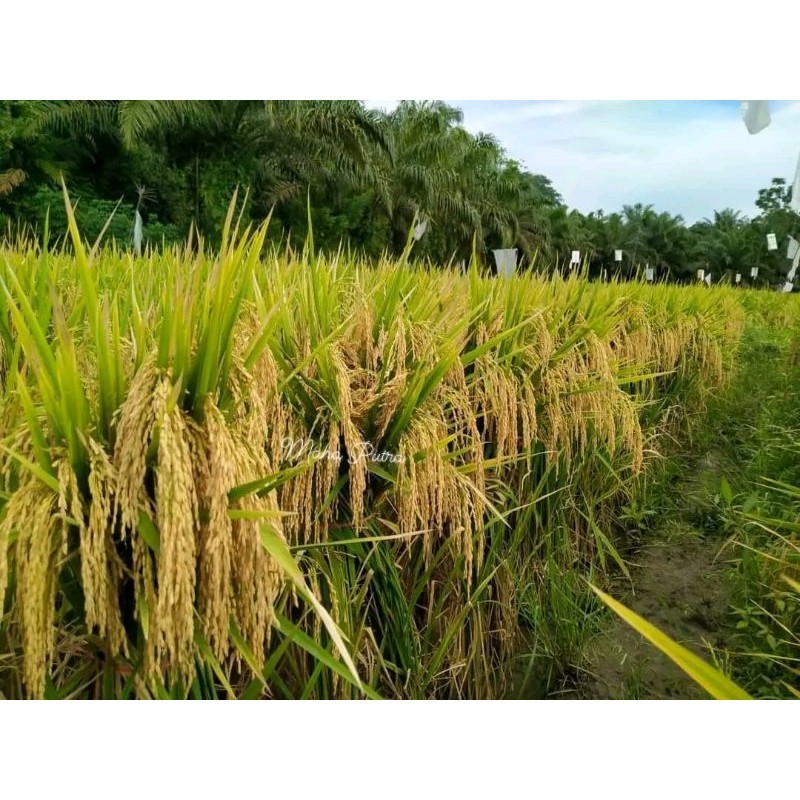 BENIH PADI INPARI 32-33 1KG