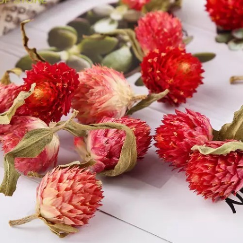 

Red Globe Amarath Flower Tea Bunga Amaranth Merah Herbal Tea